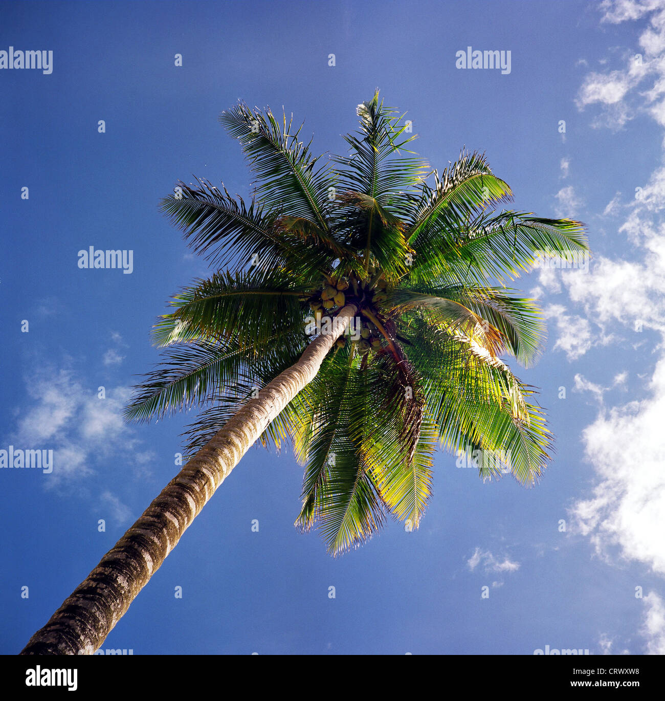 Coconut palm, Dominican Republic Stock Photo Alamy