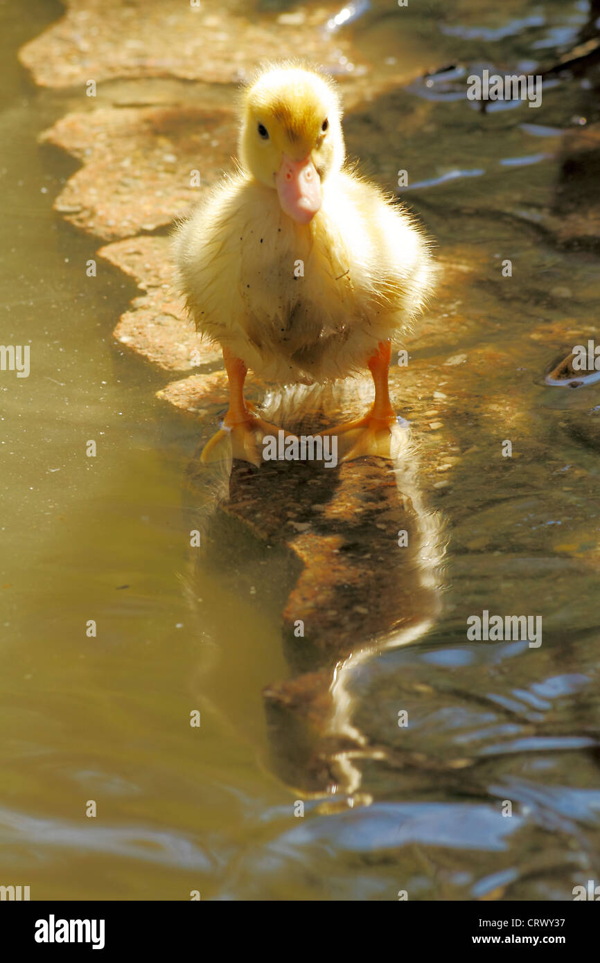 scene duck chicks in their natural habitat Stock Photo Alamy