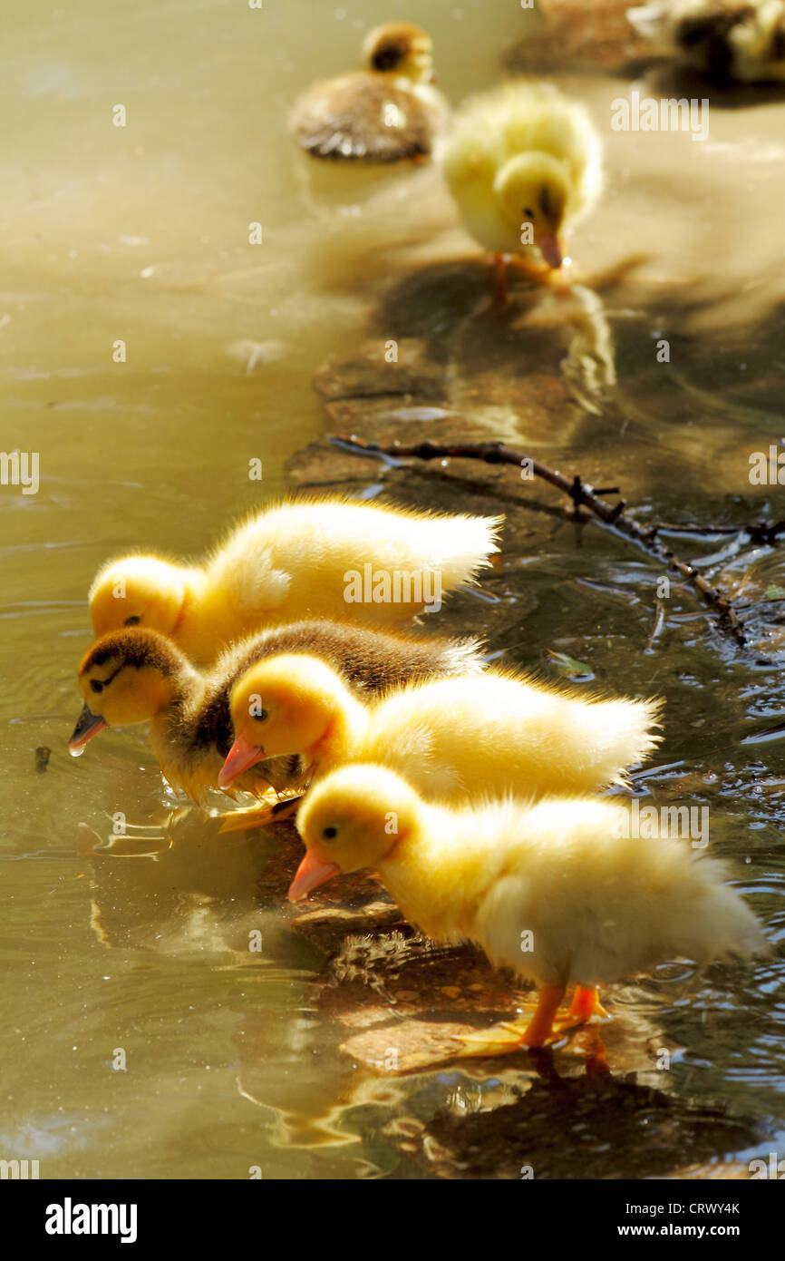 scene duck chicks in their natural habitat Stock Photo Alamy