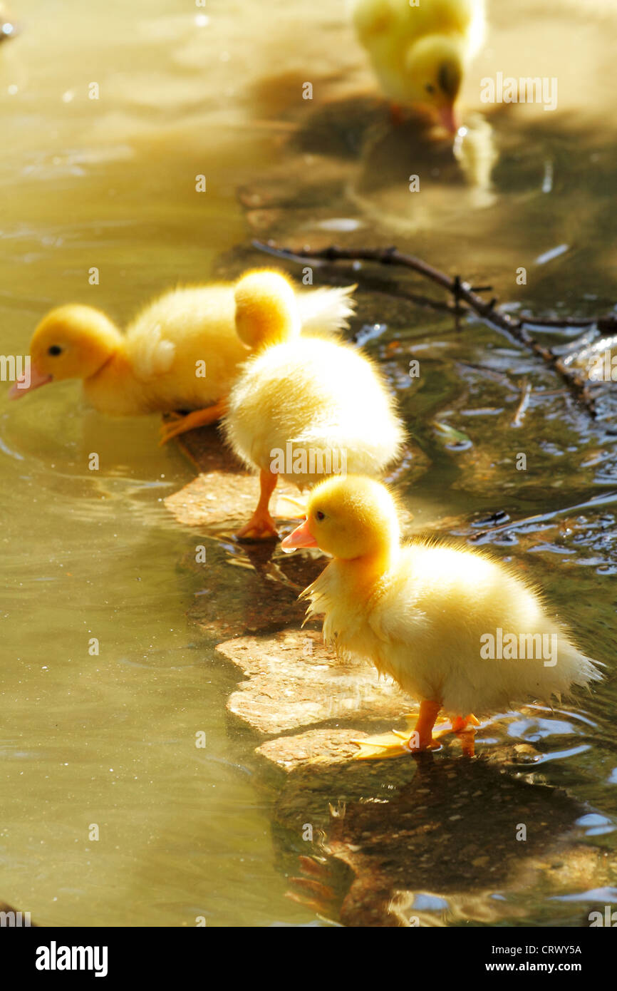 scene duck chicks in their natural habitat Stock Photo Alamy