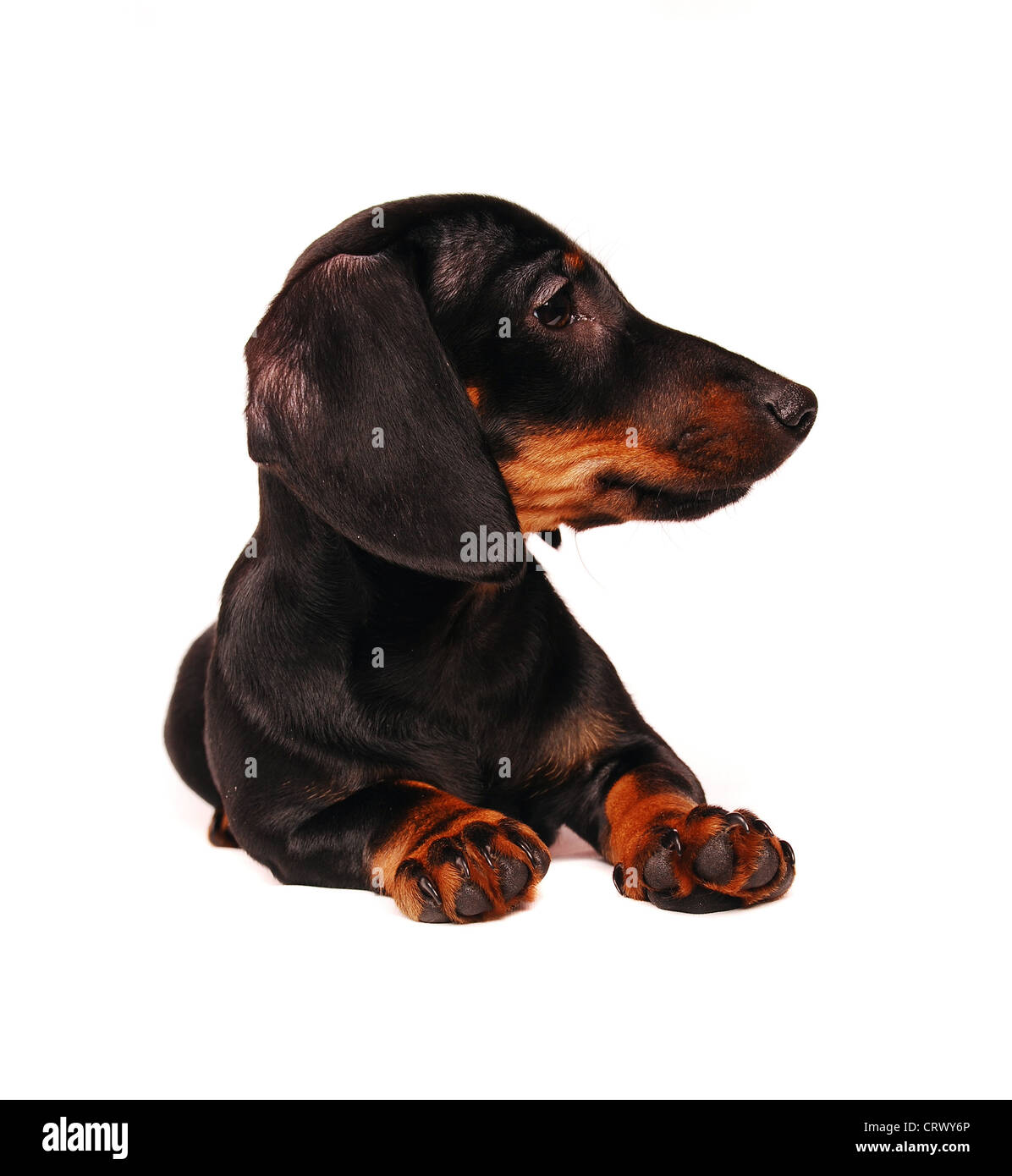 59 Top Photos Dachshund Puppies Vancouver Bc / Holy Miniature Dachshund Puppies Asking 700 00 The Buy And Sell Community