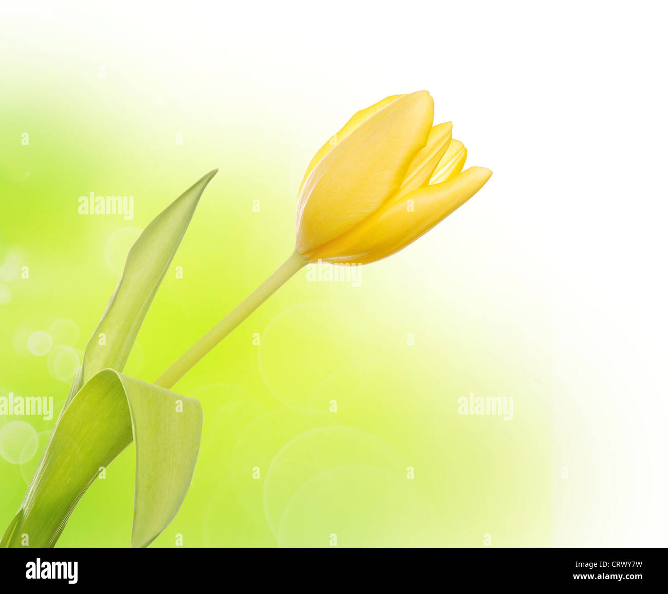 Yellow tulip on green background Stock Photo - Alamy