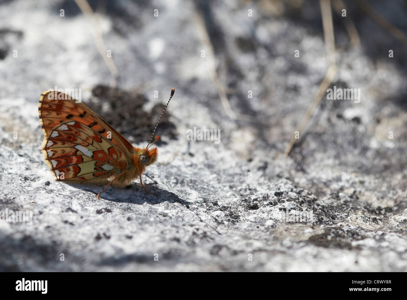 Pearl bordered Fritillary, Boloria euphrosyne, resting on the ground at Gait Barrows nature reserve, UK. Stock Photo