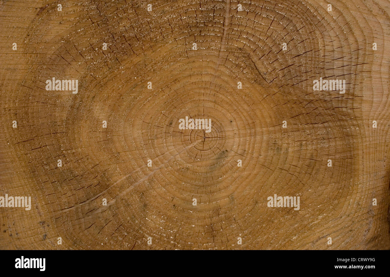 close up of pine tree rings Stock Photo - Alamy