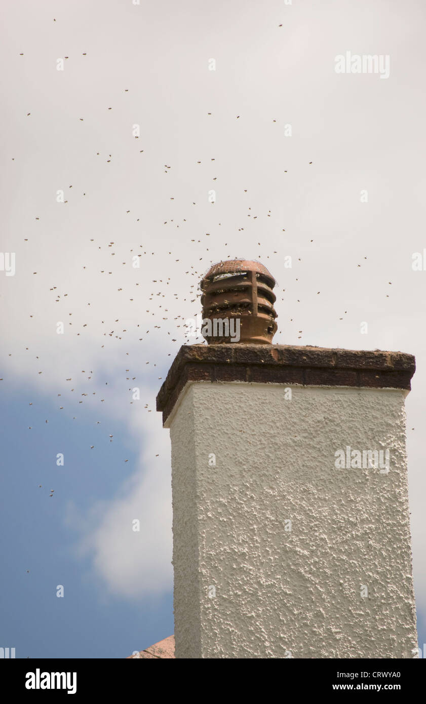 Swarm of bees on chimney Stock Photo Alamy