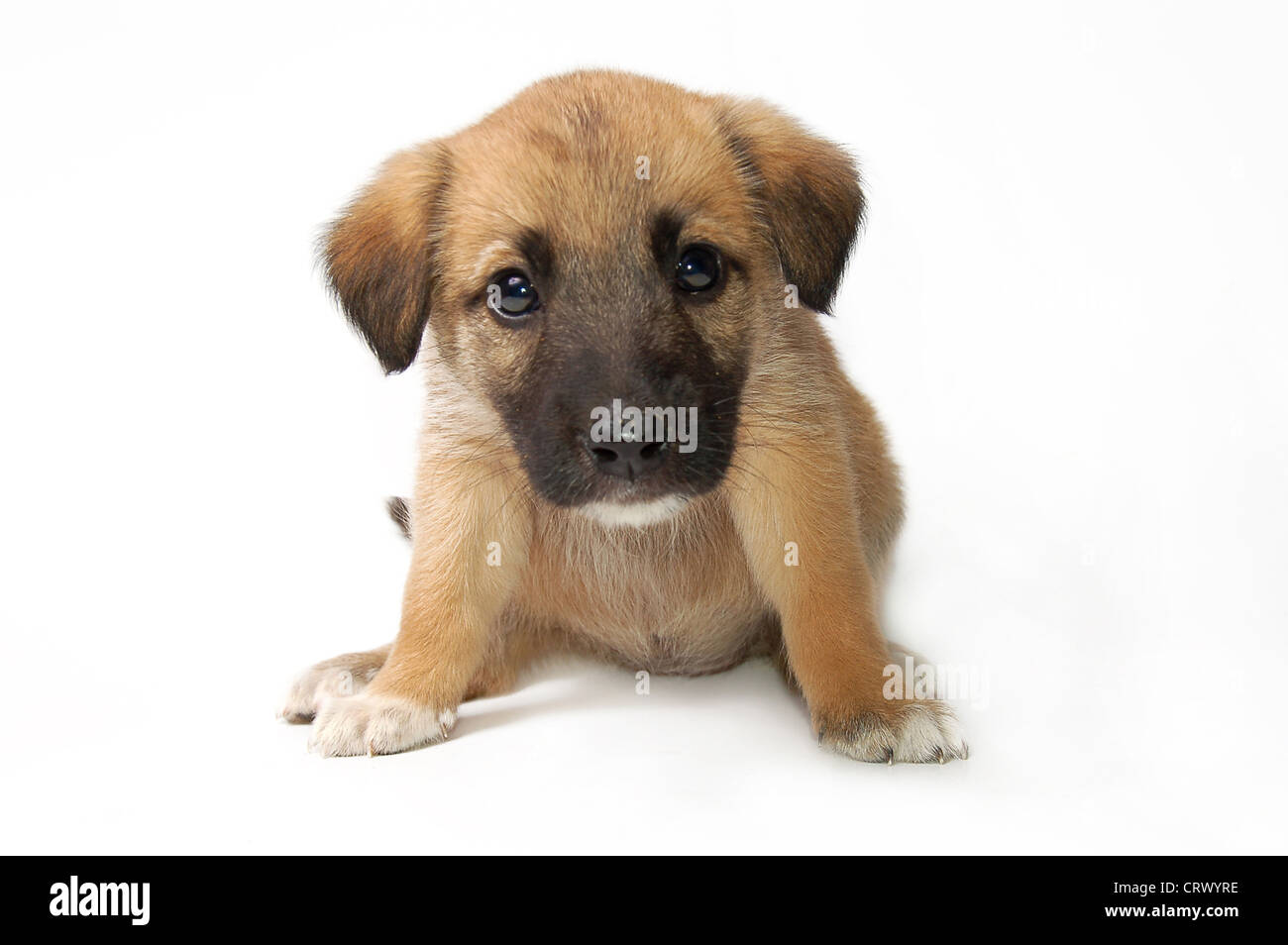 Приучить собаку ходить на улицу. Щенок на пеленке. Хаски приученные к туалету. Как приучить щенка овчарки к туалету. Лоток для собак таксы.