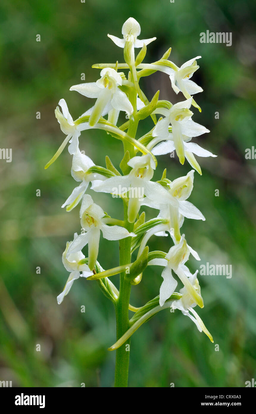 Lesser Butterfly Orchid - Platanthera bifolia Stock Photo