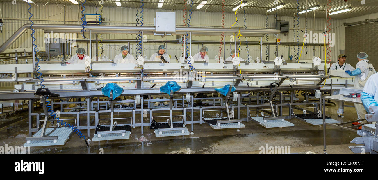 Fish processing factory.  Workers are preparing codfish for market. West Fjords, Iceland Stock Photo