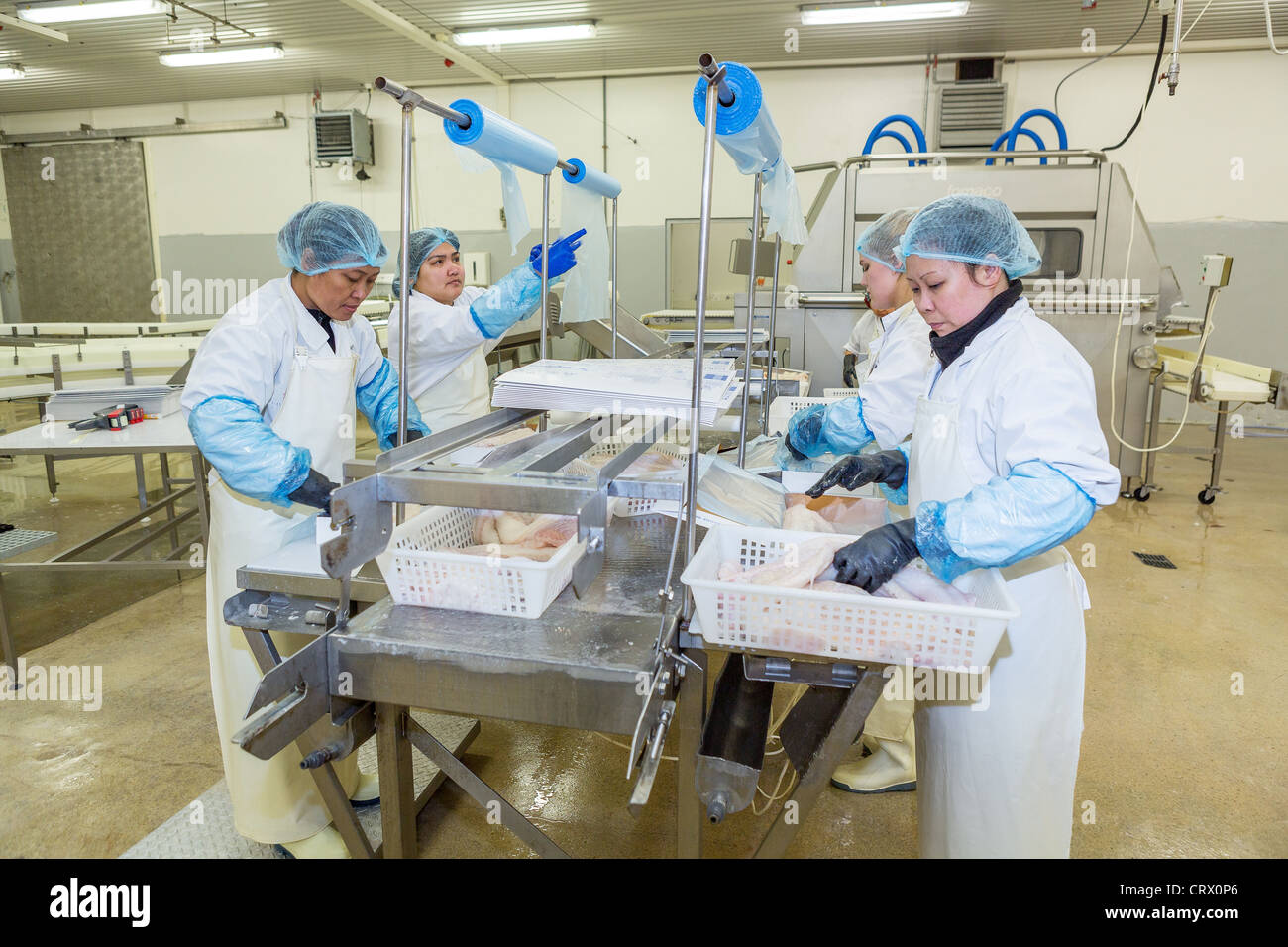 Fish processing factory.  Workers are preparing codfish for market. West Fjords, Iceland Stock Photo