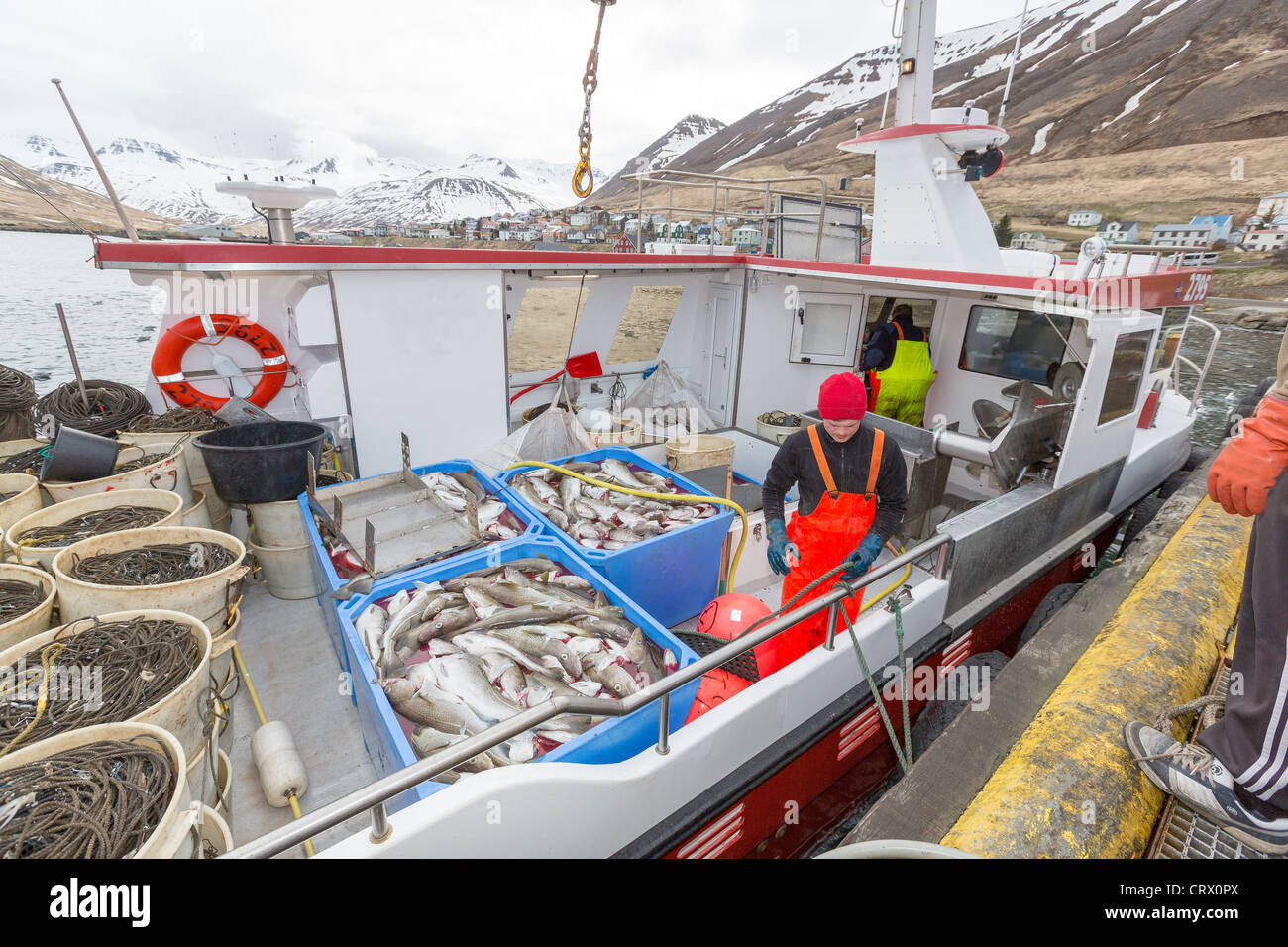 Cod Fishing Ship Fishing boat with fresh codfish, Sigulfjordur, Iceland Stock Photo - Alamy