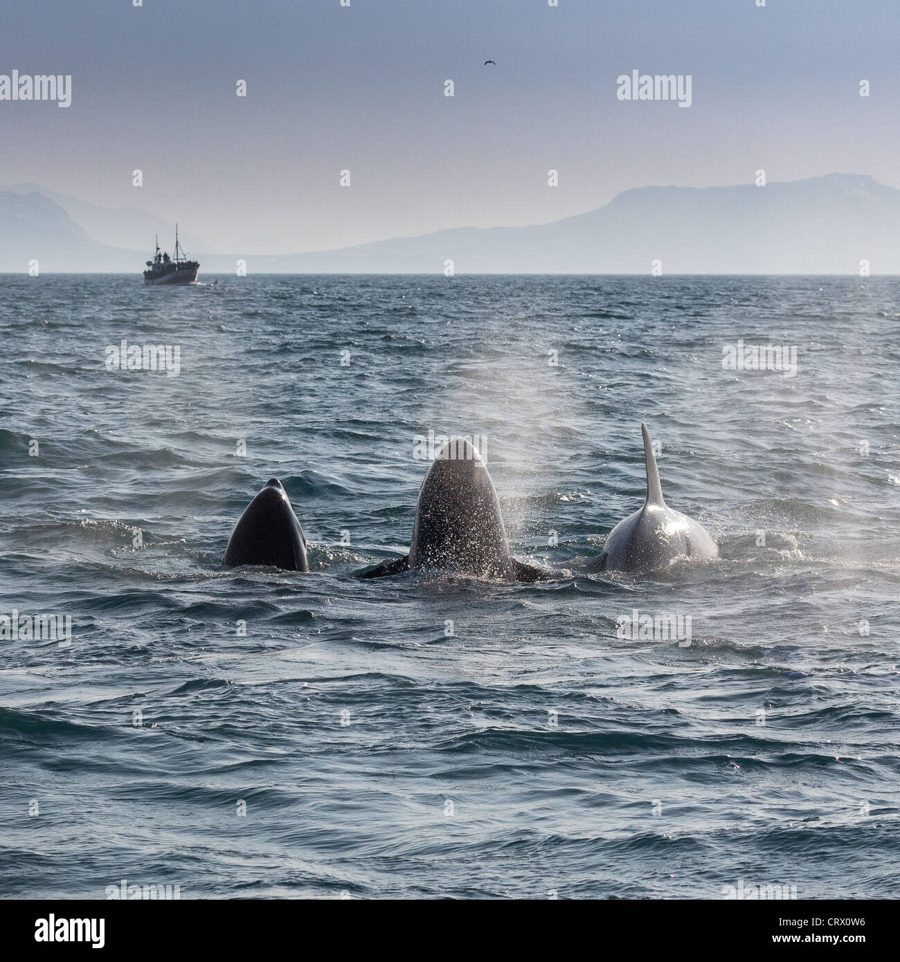 Orca whales feeding on herring. Whale watching boat in the distance. Breidafjordur, Snaefellnes Peninsula, Iceland Stock Photo