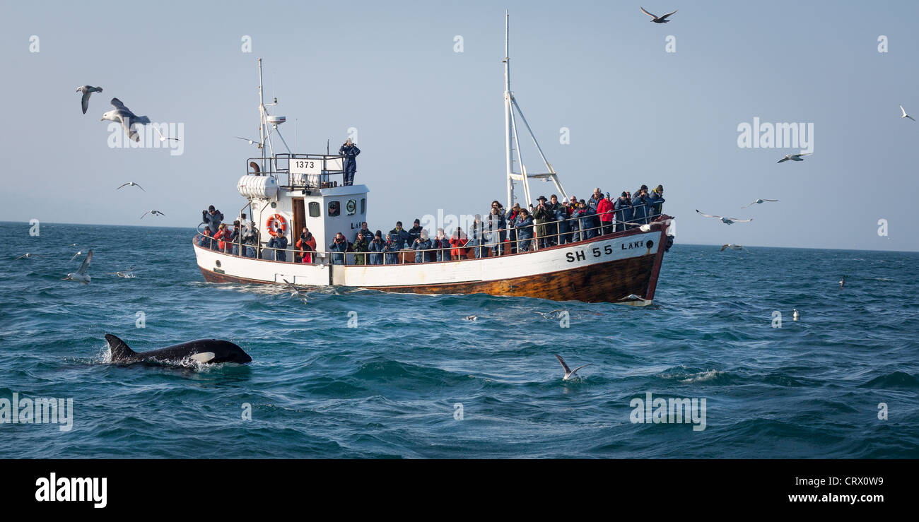 Orca whale feeding on herring close to whale watching tour