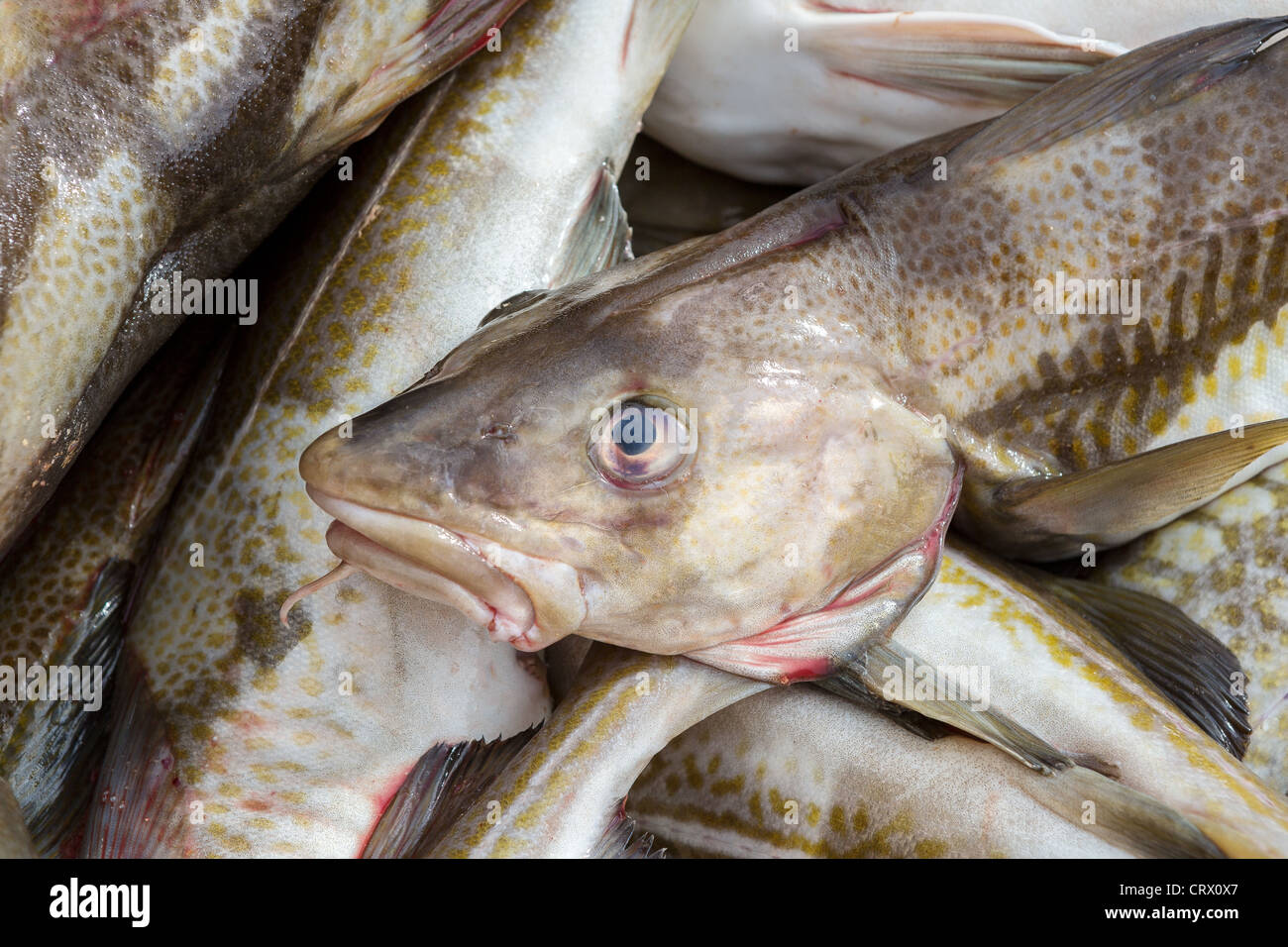 Fresh cod fish, Iceland Stock Photo