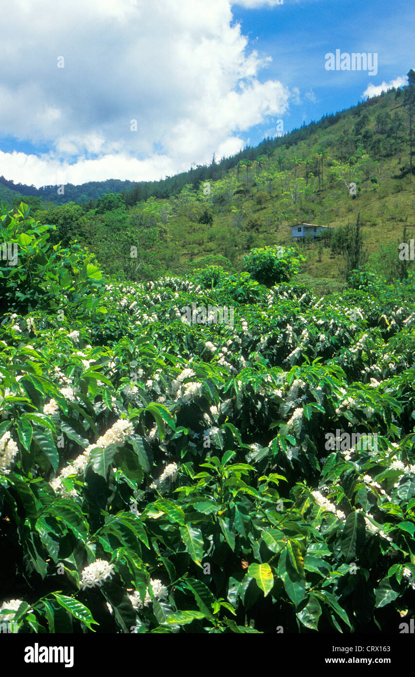 Coffee Plantation in Flower, Orosi Valley, Costa Rica, Central America