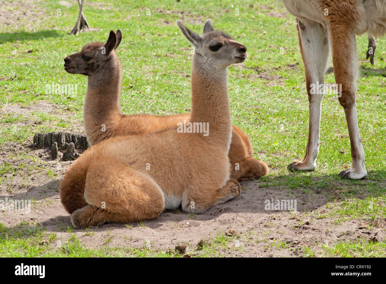 young guanacos (Lama guanicoe), Serengeti Park, Hodenhagen, Lower Saxony, Germany Stock Photo