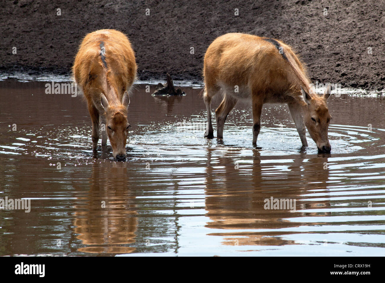 Père David's Deer (Elaphurus davidianis), Serengeti Park, Hodenhagen, Lower Saxony, Germany Stock Photo