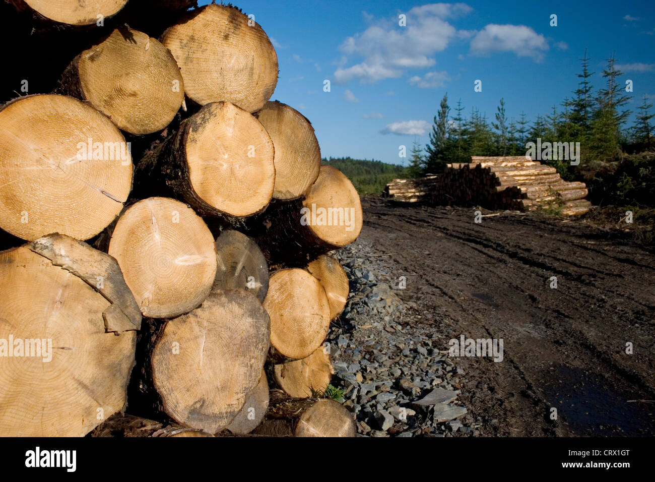 felled timber in Galloway Forest Park, Scotland Stock Photo
