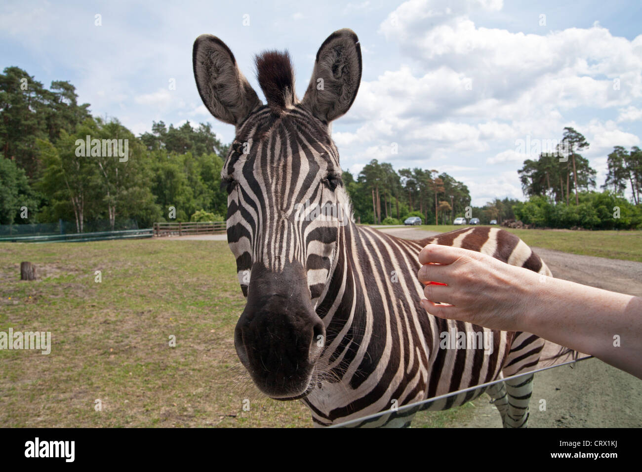 plains zebra, Serengeti Park, Hodenhagen, Lower Saxony, Germany Stock Photo