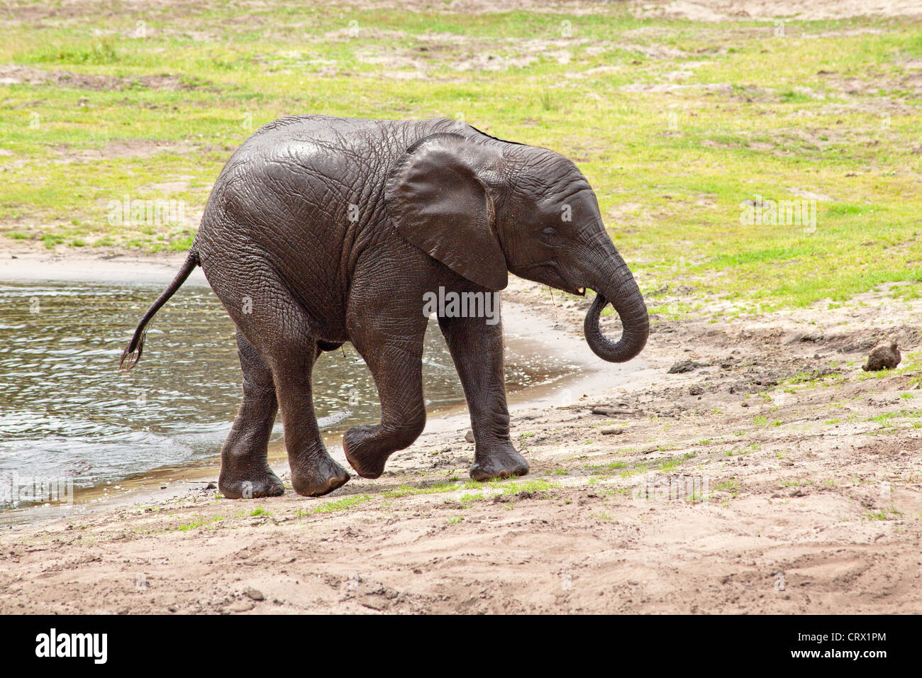 young African bush elephant (African savanna elephant, Loxodonta africana), Serengeti Park, Hodenhagen, Lower Saxony, Germany Stock Photo