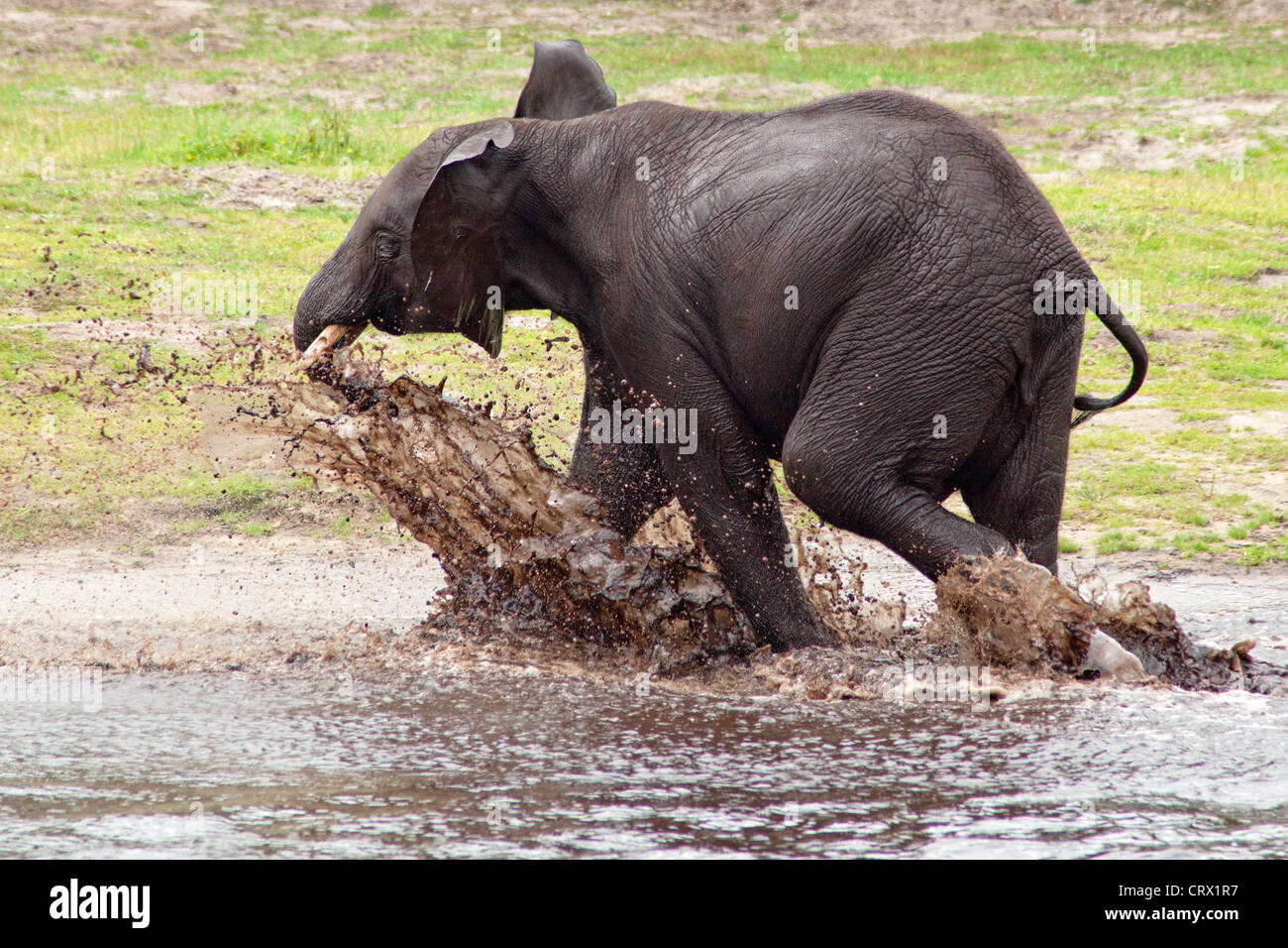 young African bush elephant (African savanna elephant, Loxodonta africana), Serengeti Park, Hodenhagen, Lower Saxony, Germany Stock Photo