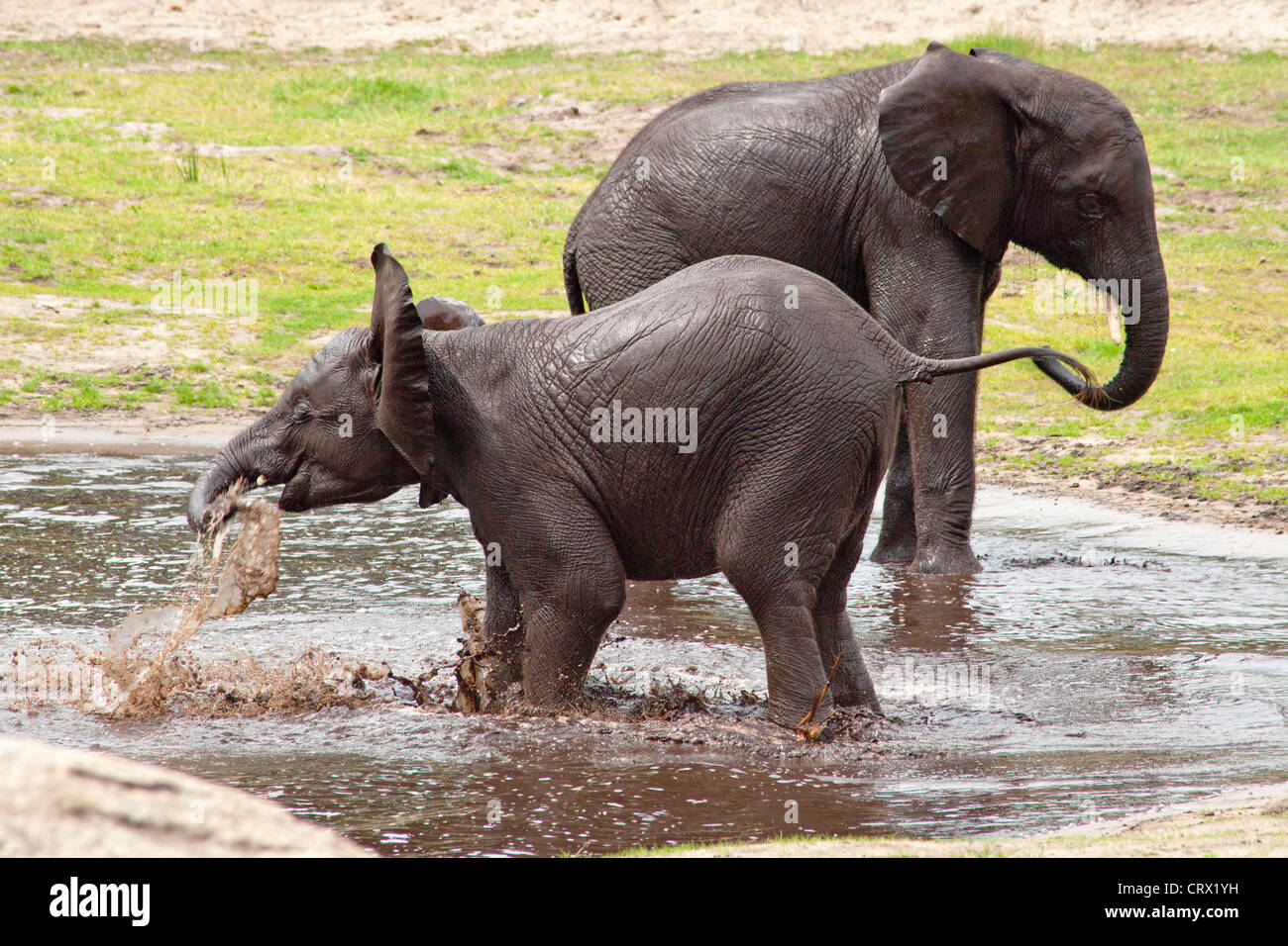 young African bush elephants (African savanna elephant, Loxodonta africana), Serengeti Park, Hodenhagen, Lower Saxony, Germany Stock Photo