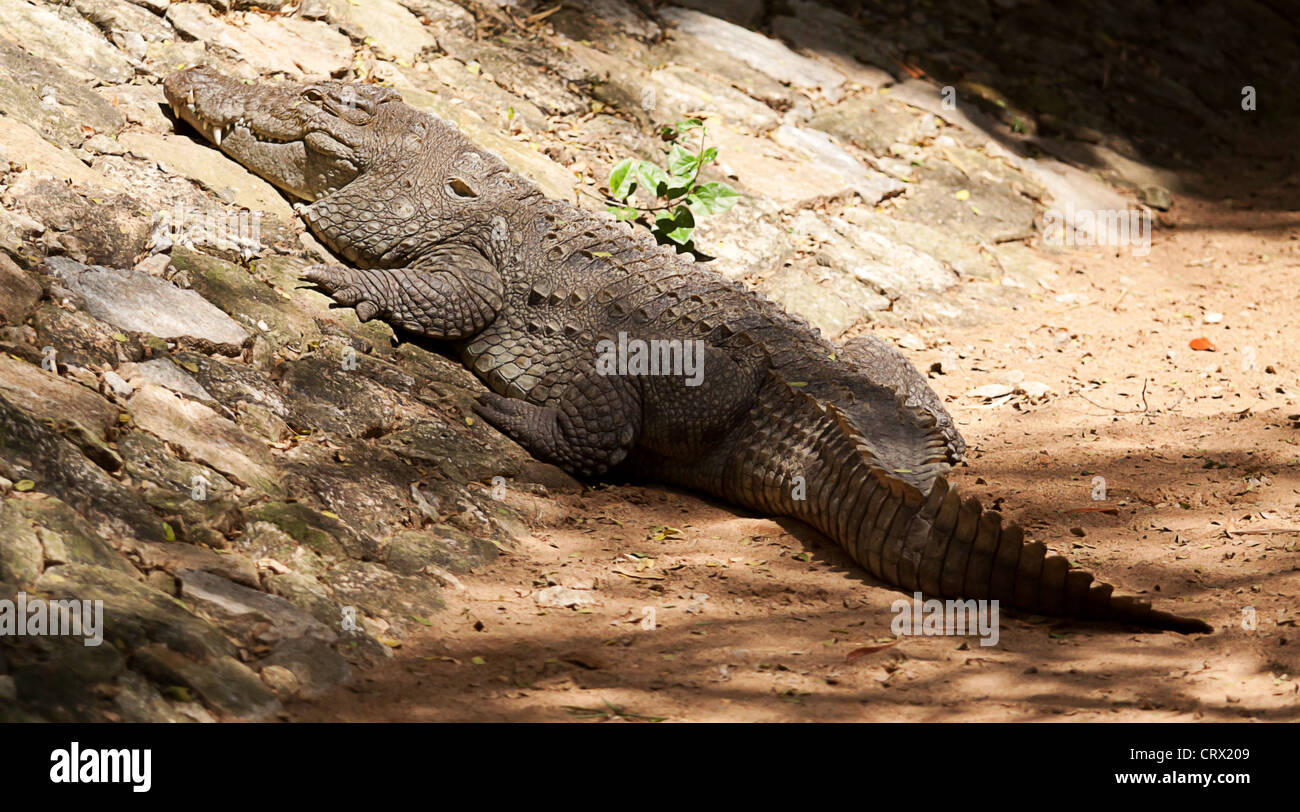 large basking crocodile Stock Photo