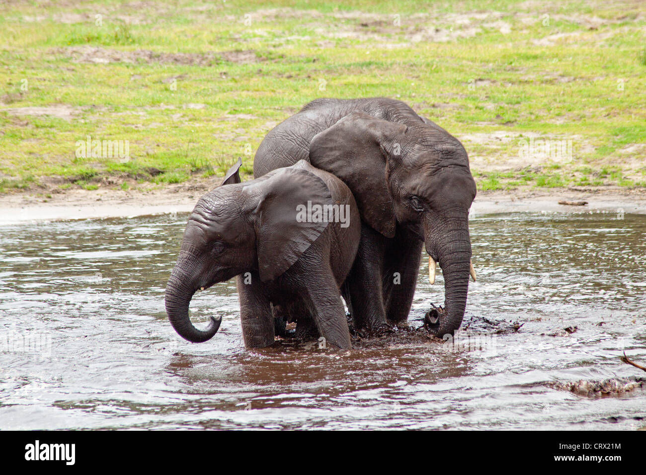 young African bush elephants (African savanna elephant, Loxodonta africana), Serengeti Park, Hodenhagen, Lower Saxony, Germany Stock Photo