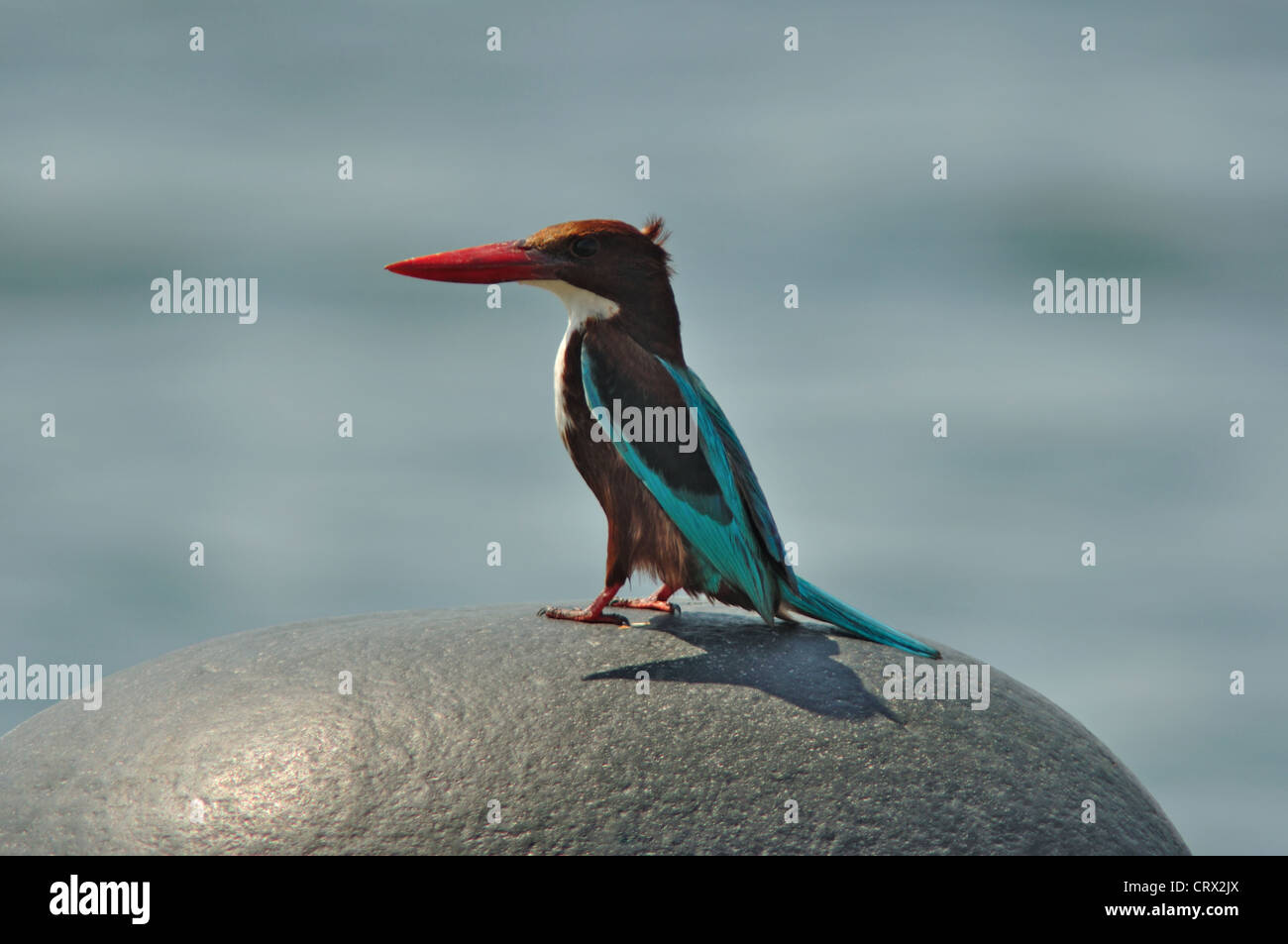 White-throated kingfisher (Halcyon smyrnensis) Stock Photo