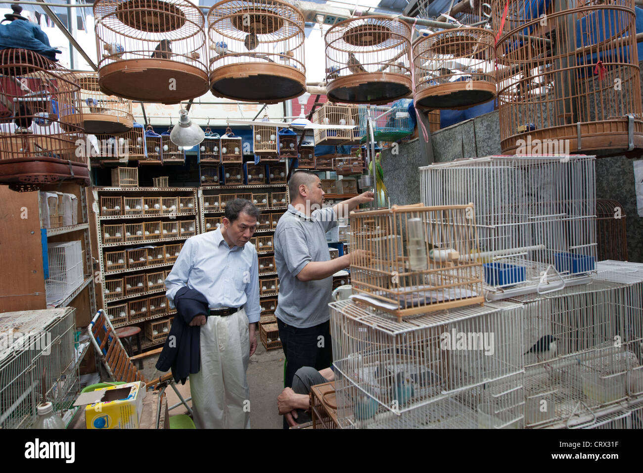 Insect and Bird market, in Shanghai, China Stock Photo Alamy