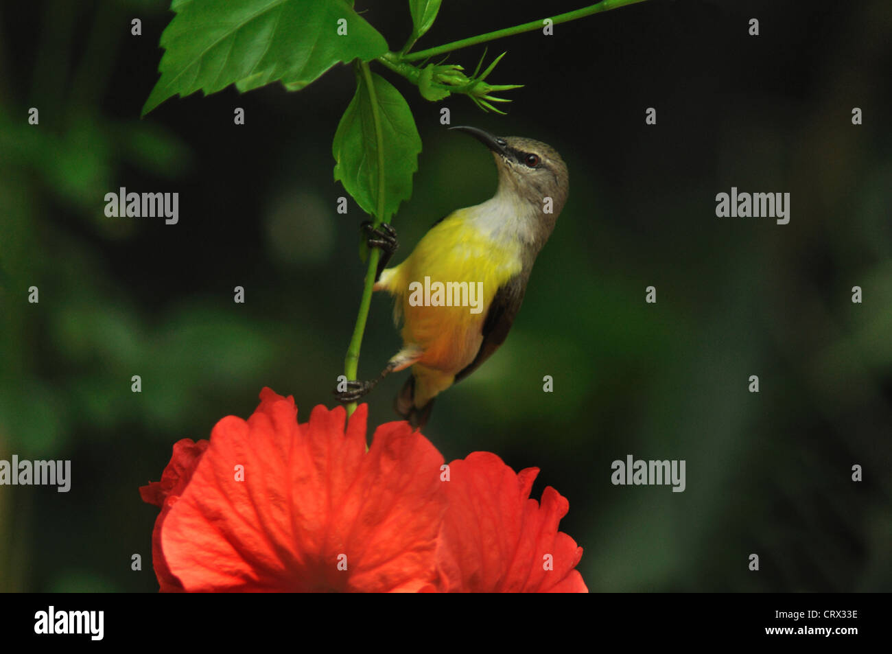 Female Purple Sunbird, Cinnyris asiaticus Stock Photo Alamy