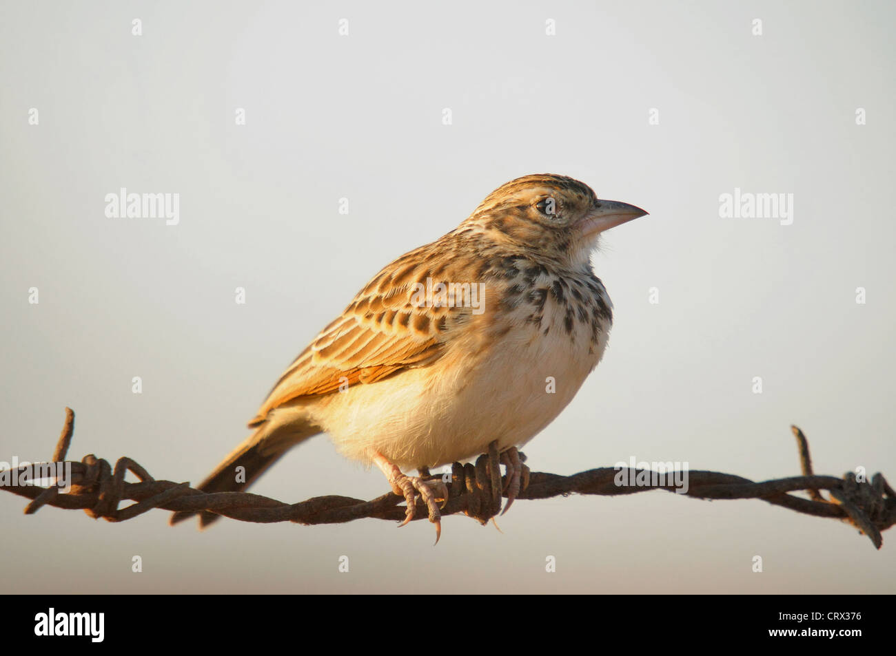 Indian Bush Lark (Mirafra erythroptera) is a species of bushlark found in South Asia mainly in India. Stock Photo