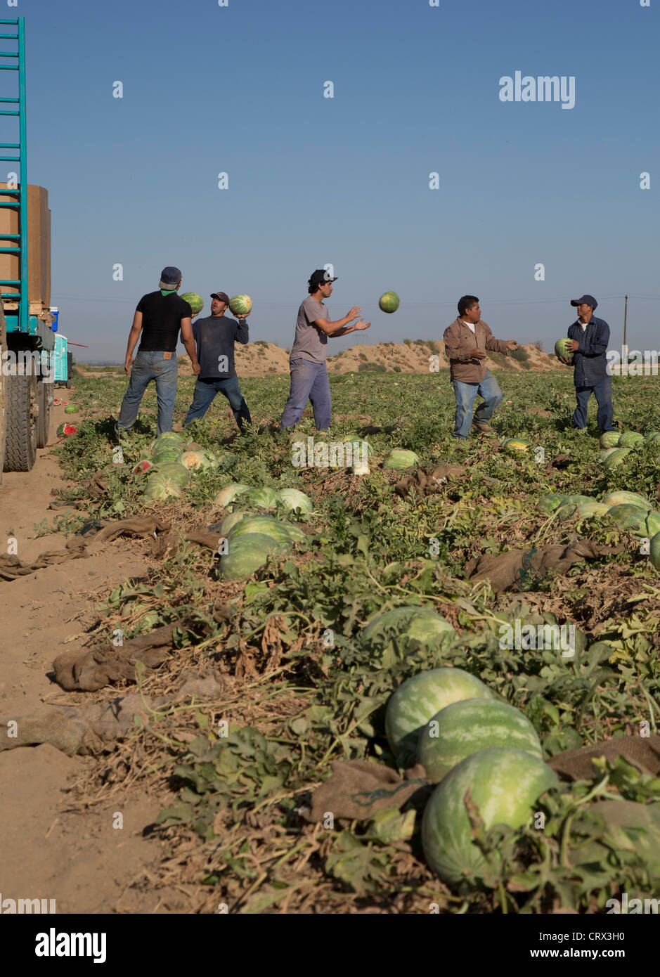 Di Giorgio, California - Mexican farmworkers harvest watermelons from a field in the San Joaquin Valley. Stock Photo