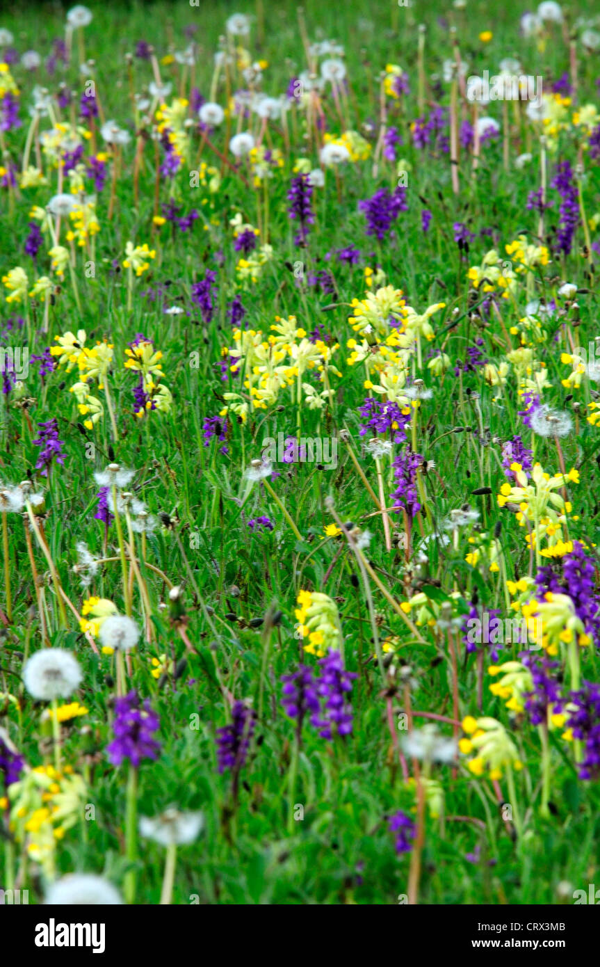 A beautiful traditional hay meadow in Spring with cowslips, green-winged orchids and dandelion clocks UK Stock Photo