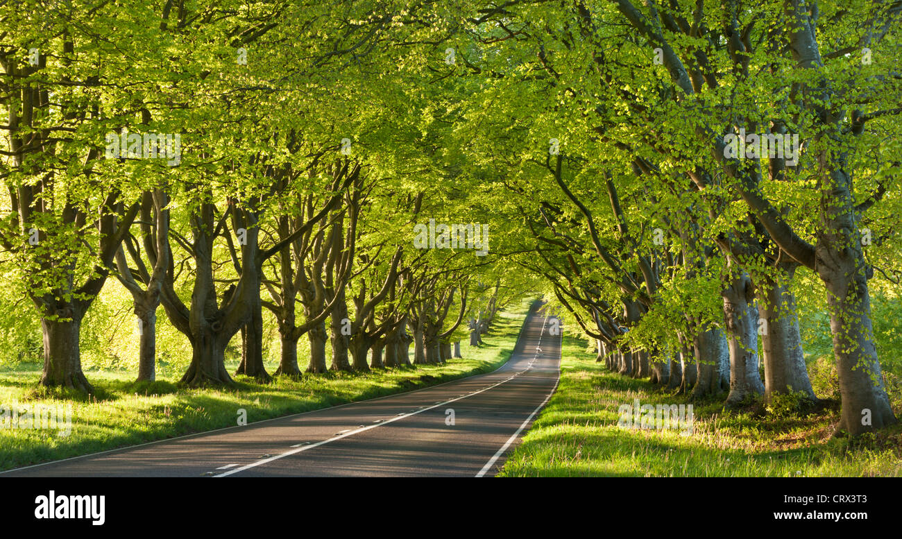 Beech tree lined road in springtime, Wimborne, Dorset, England. Spring (May) 2012. Stock Photo