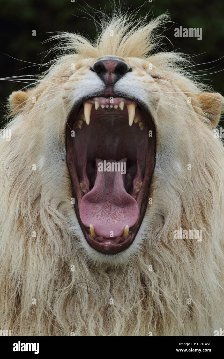 Lion yawning showing the inside of its mouth Stock Photo Alamy