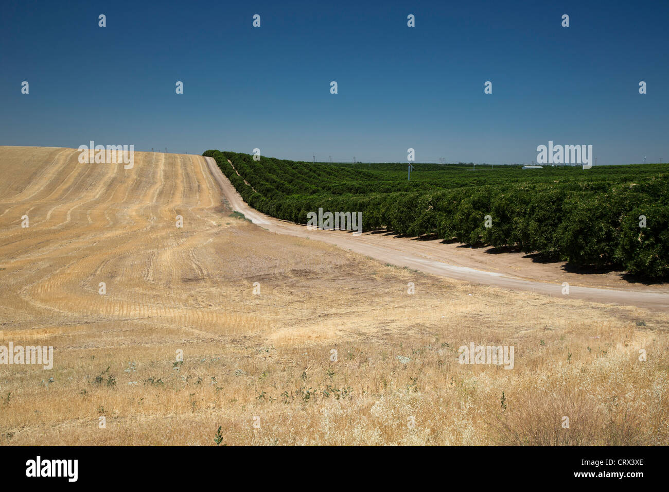 Richgrove, California - An irrigated orchard next to a non-irrigated hay field in the San Joaquin Valley. Stock Photo