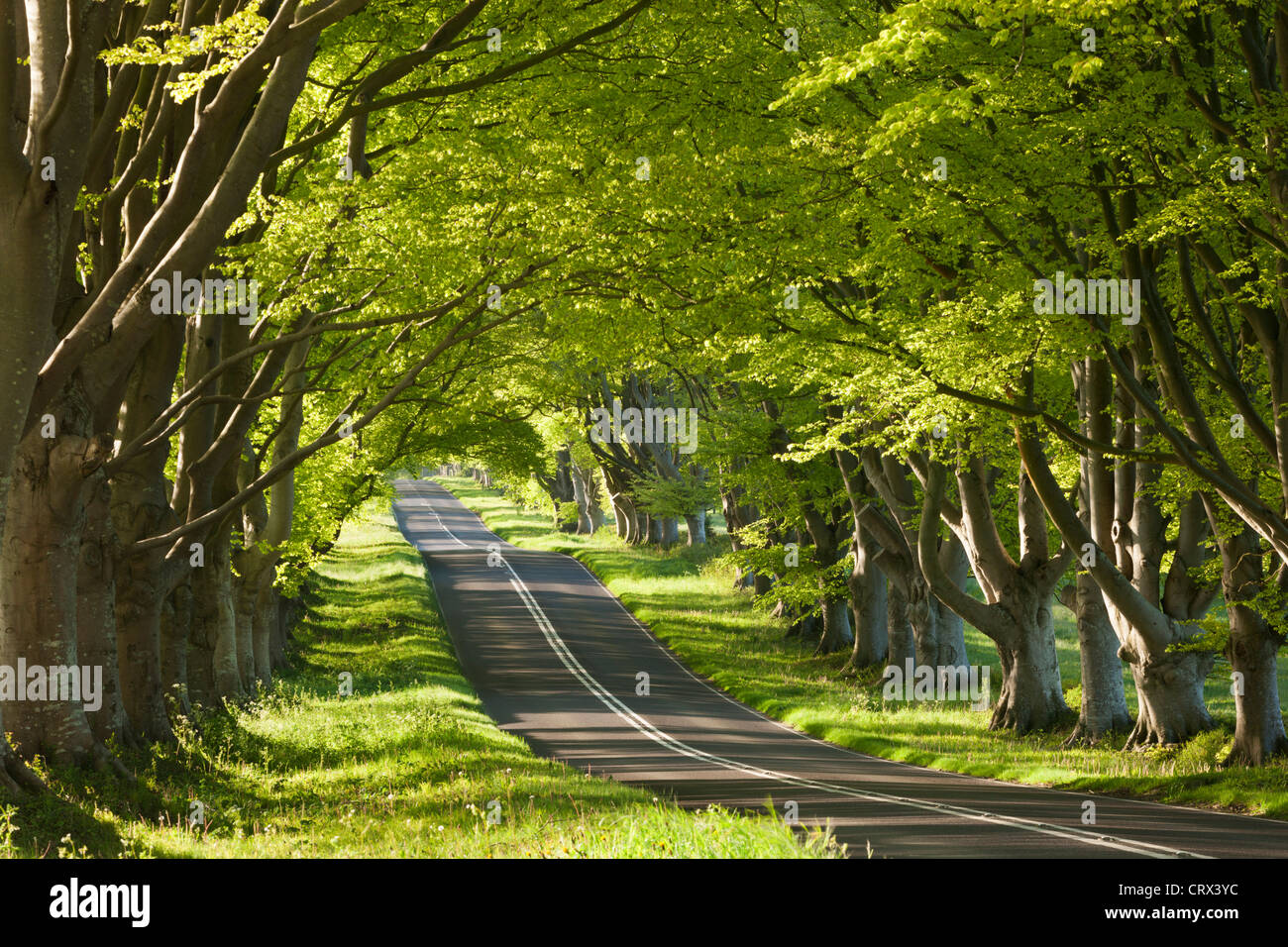 Beech tree lined road in morning sunshine, Wimborne, Dorset, England. Spring (May) 2012. Stock Photo