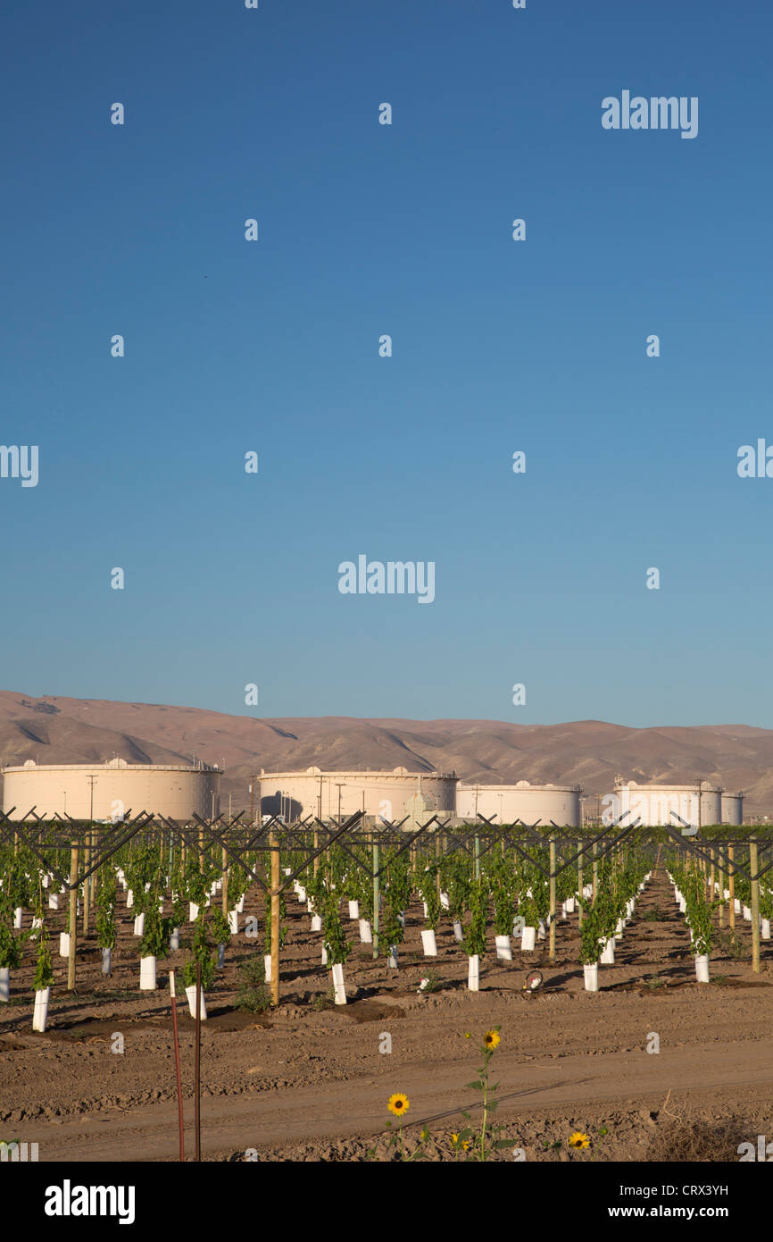 Maricopa, California - A newly-planted vineyard near oil storage tanks in the San Joaquin Valley. Stock Photo