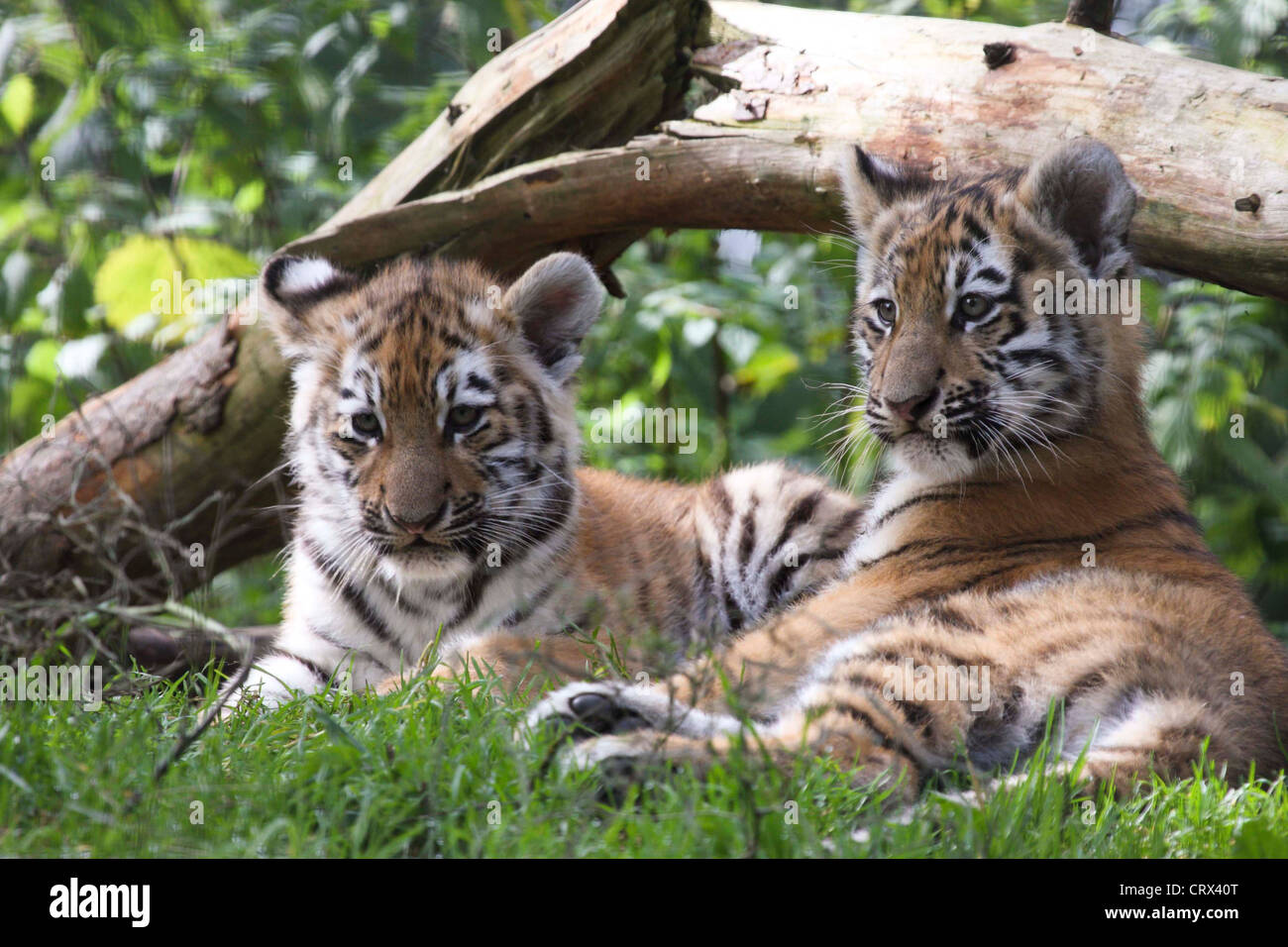 Two Siberian/Amur Tiger Cubs lying together Stock Photo - Alamy