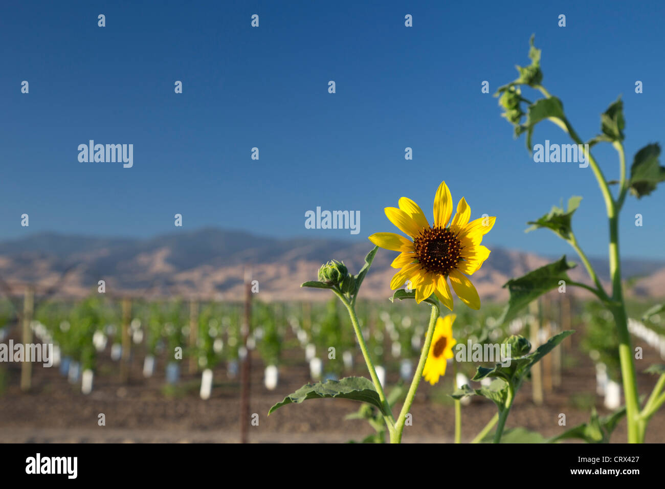 Maricopa, California Sunflowers beside a vineyard in the San Joaquin