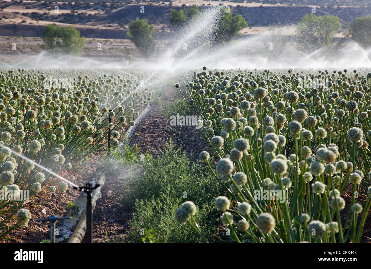 Ventucopa, California Irrigation of crops in the San Joaquin Valley