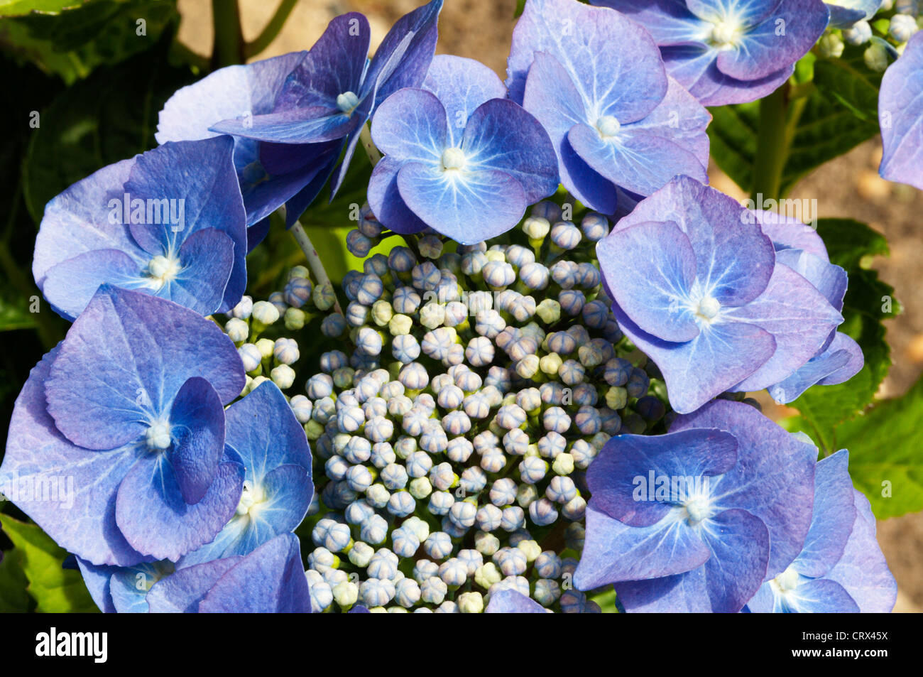 Hydrangea Budding Hydrangea flower budding hi-res stock photography and images - Alamy