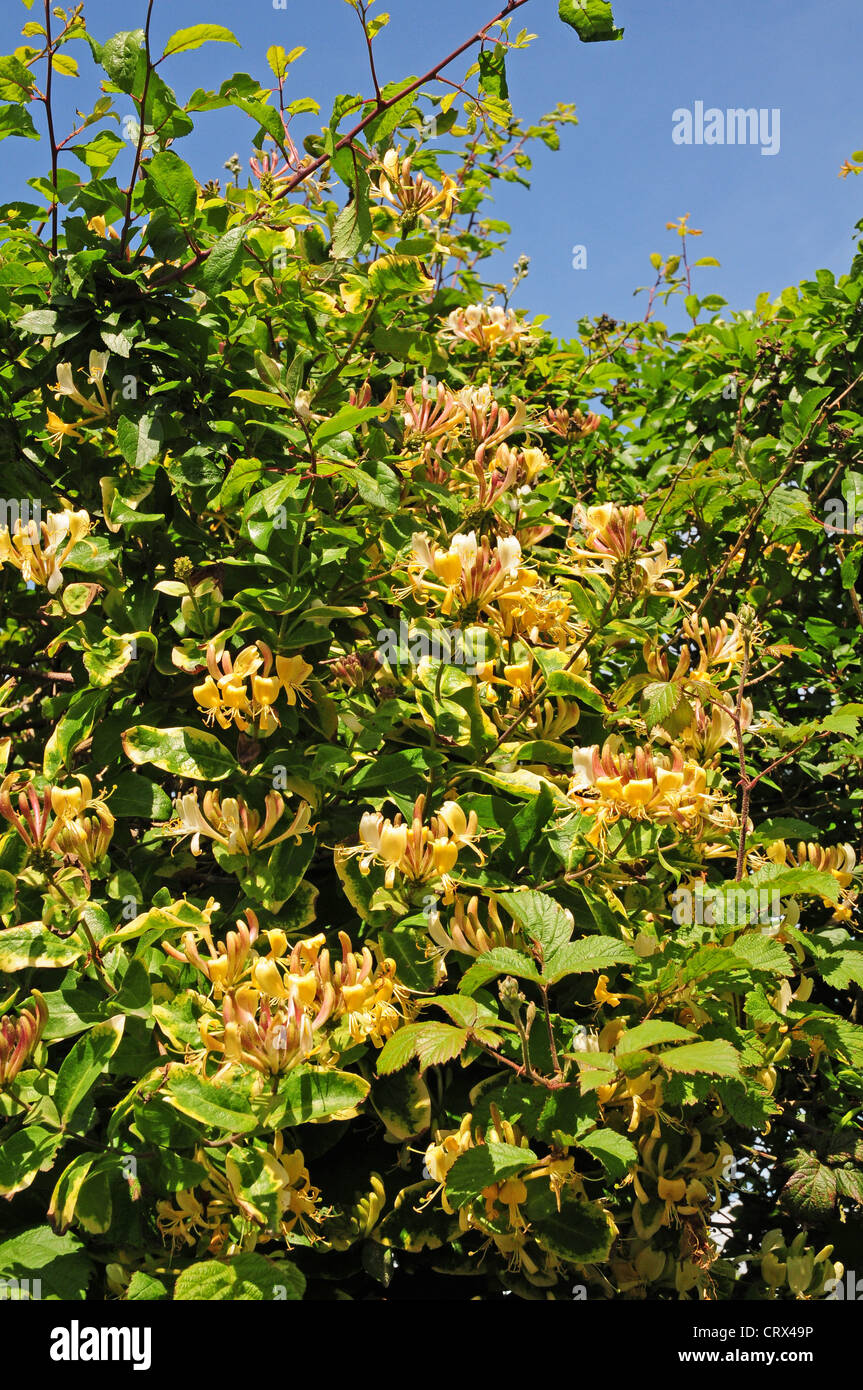 Wild honeysuckle blooming hedgerow. Leaves showing signs of mineral leaching due to excessive rain. Stock Photo