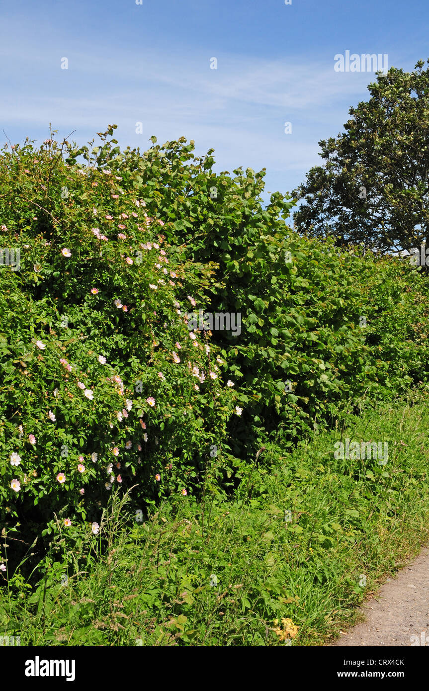 Dog Rose, Rosa canina blooming in English hedgerow Stock Photo Alamy