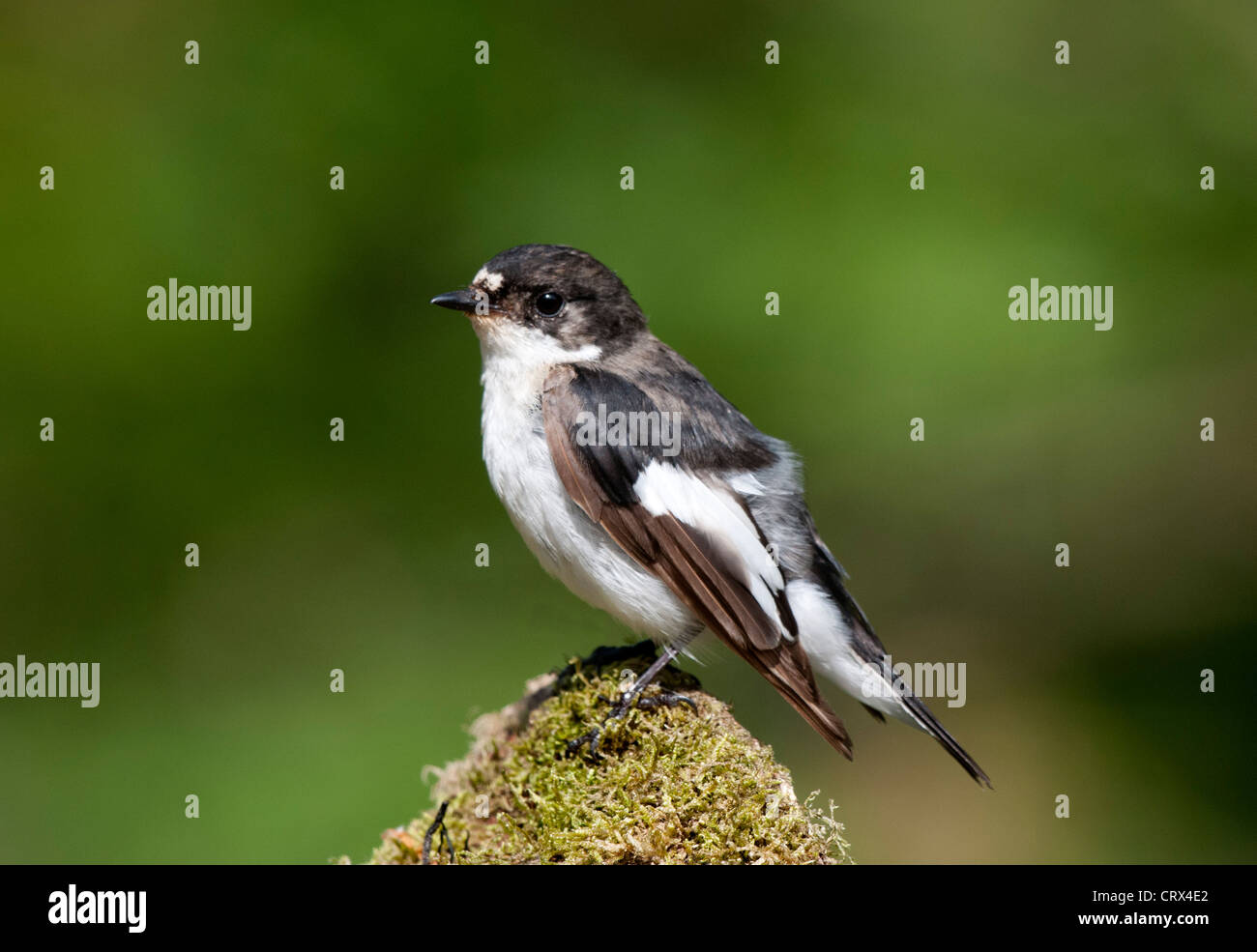 a male pied flycatcher perched on the end of a old log Stock Photo