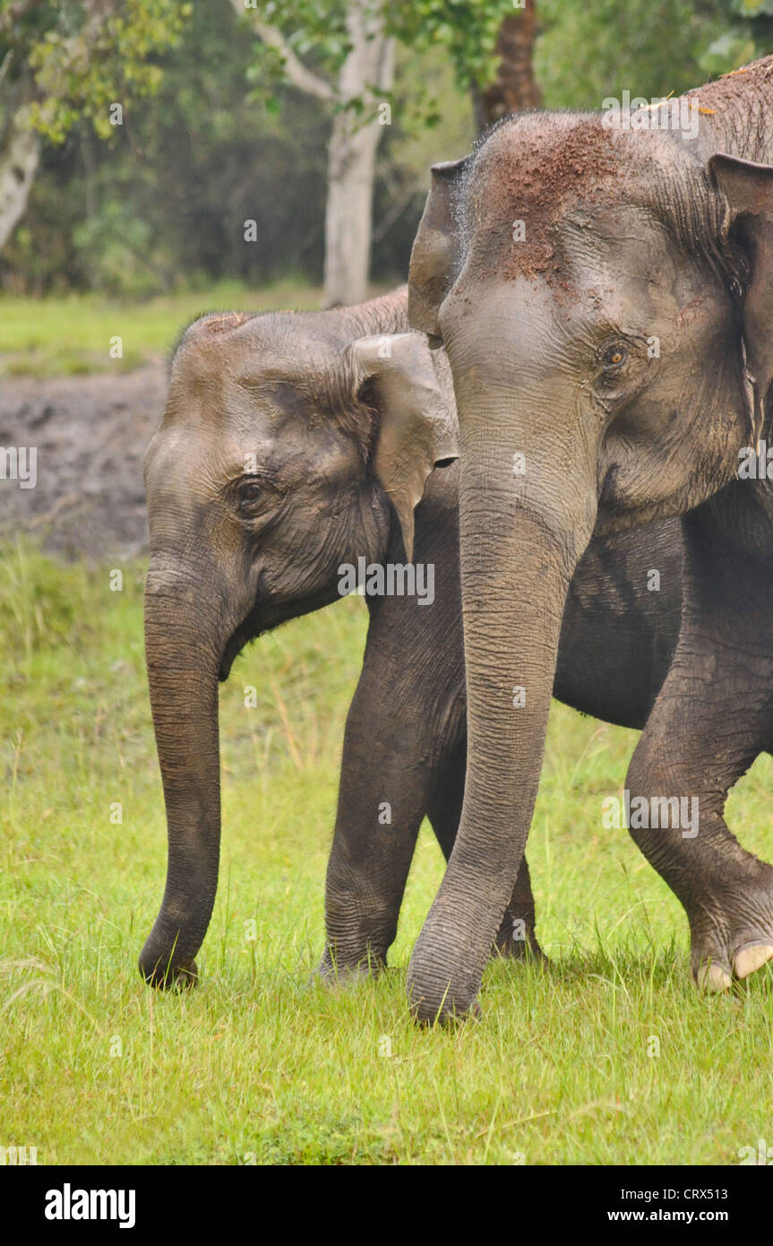 Mother and baby  elephant Stock Photo