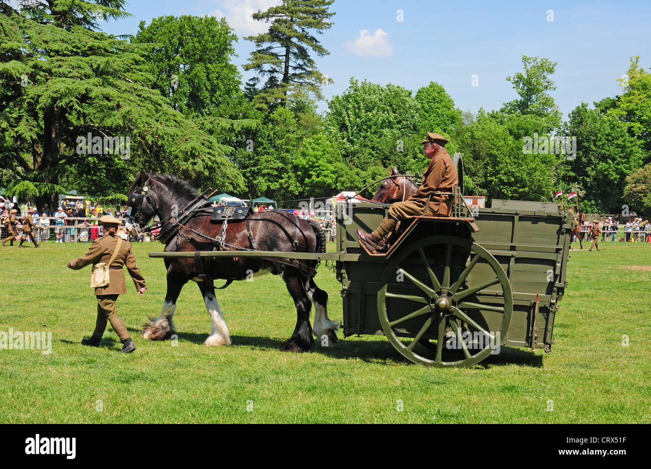Shire horse pulling World War One horse ambulance during a display. Stock Photo