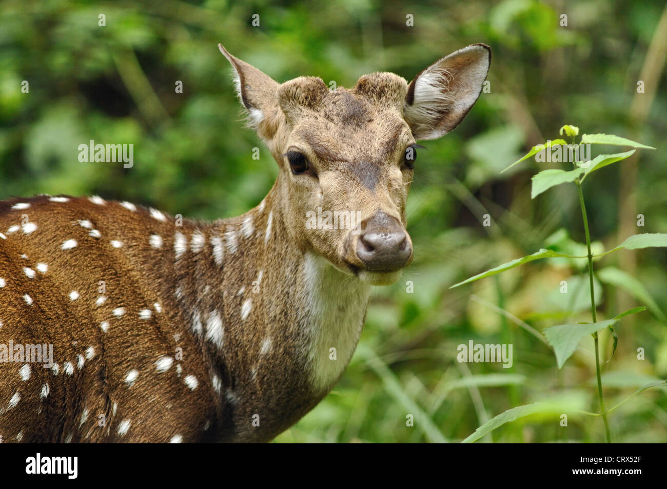 Male spotted deer Stock Photo - Alamy
