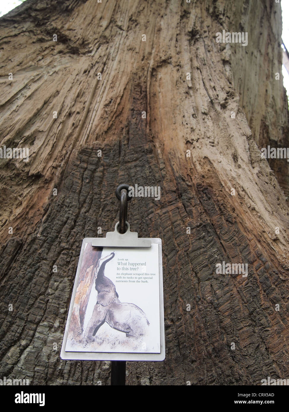 Tree trunk scraped by elephant tusks at Bronx Zoo, Bronx, New York, USA, April 18, 2012, © Katharine Andriotis Stock Photo