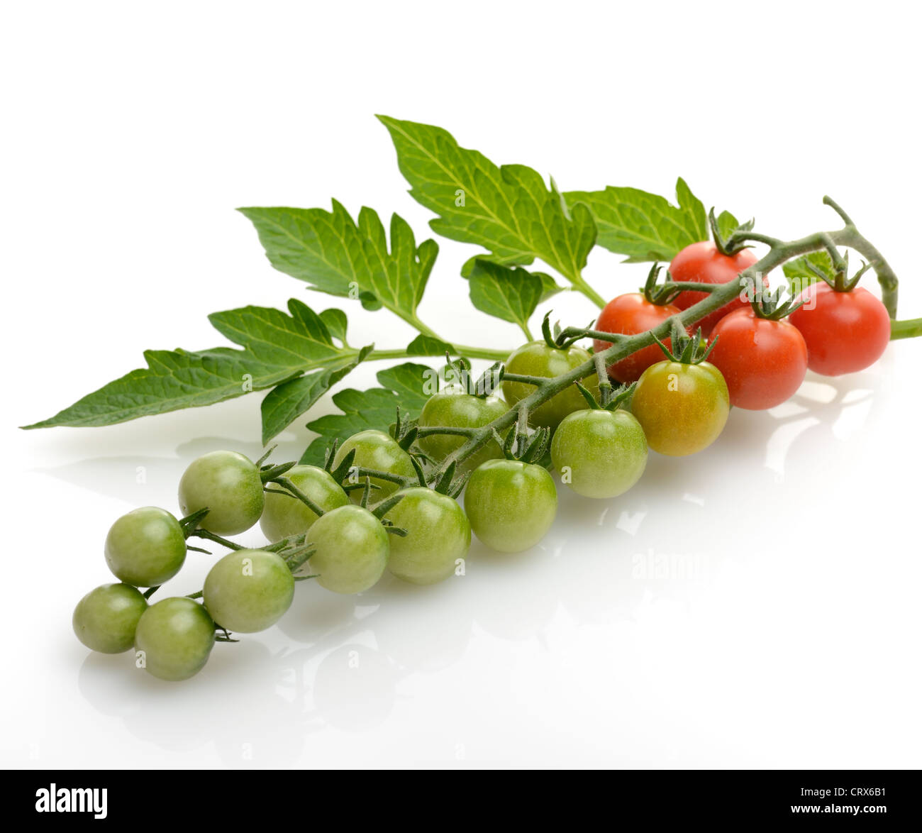 Cluster Of Cherry Tomatoes On White Background Stock Photo - Alamy